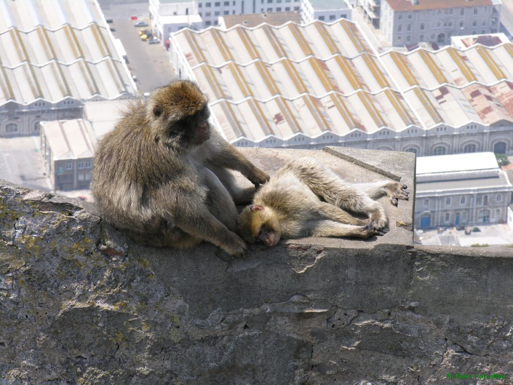 Gibraltar